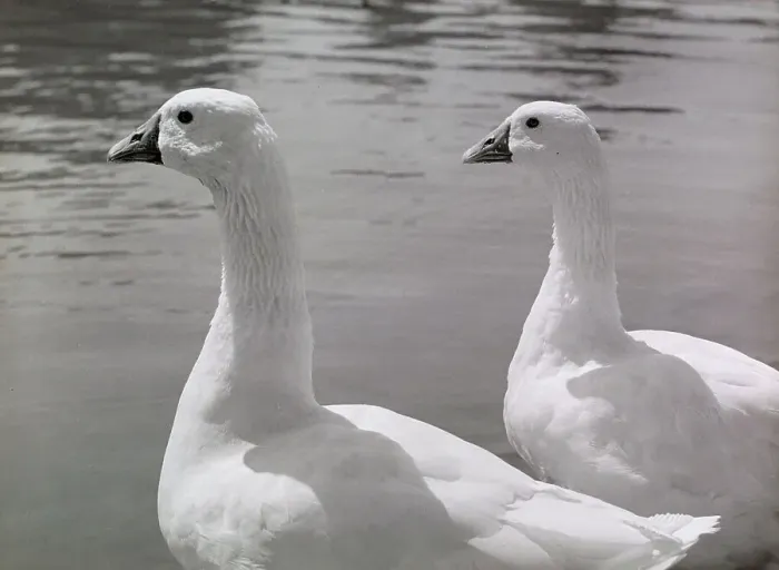 Gerahmter Druck : Drei Enten auf einem See Gerahmter Druck : Drei Enten auf einem See