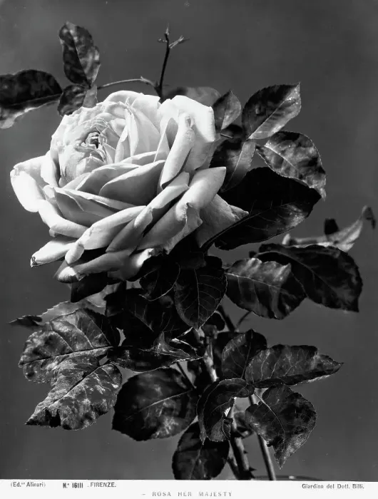 Gerahmter Druck : Ein Rosa Blumenstillleben Gerahmter Druck : Ein Rosa Blumenstillleben