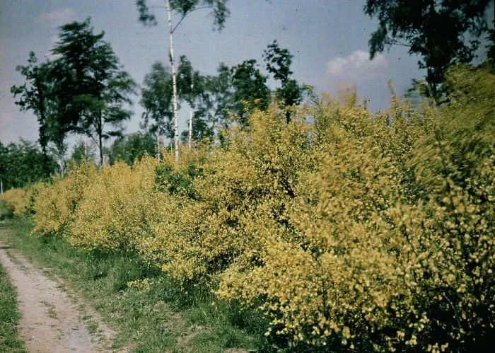 Gerahmter Druck : Ginsterbüsche in der Toskana Gerahmter Druck : Ginsterbüsche in der Toskana