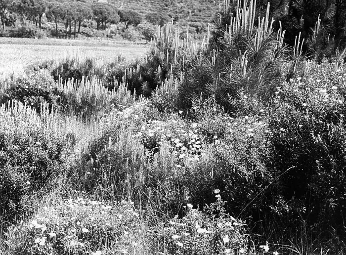 Gerahmter Druck : Italienische Landschaft mit Blumenwiesen