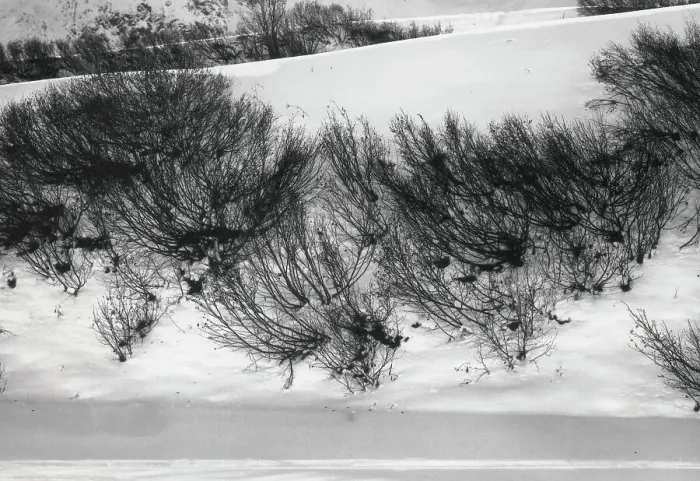 Gerahmter Druck : Bäume in der Schneedecke Gerahmter Druck : Bäume in der Schneedecke