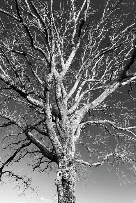 Gerahmter Druck : Einfacher Baum Gerahmter Druck : Einfacher Baum