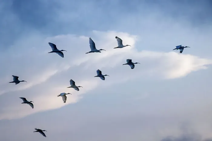 Gerahmter Druck : Vogelschwarm fliegt Gerahmter Druck : Vogelschwarm fliegt