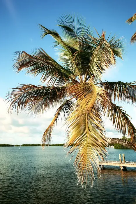 Gerahmter Druck : Florida, Islamorada Gerahmter Druck : Florida, Islamorada