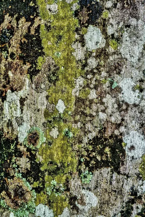 Gerahmter Druck : Moos wächst auf dem Baum Gerahmter Druck : Moos wächst auf dem Baum