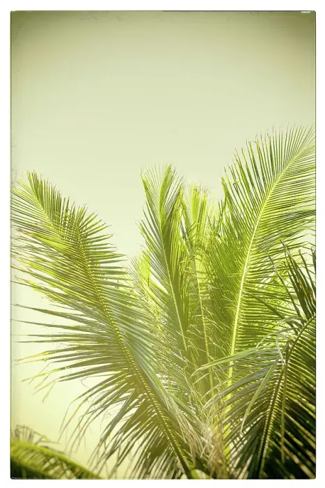 Gerahmter Druck : Details eines Palmenbaums Gerahmter Druck : Details eines Palmenbaums