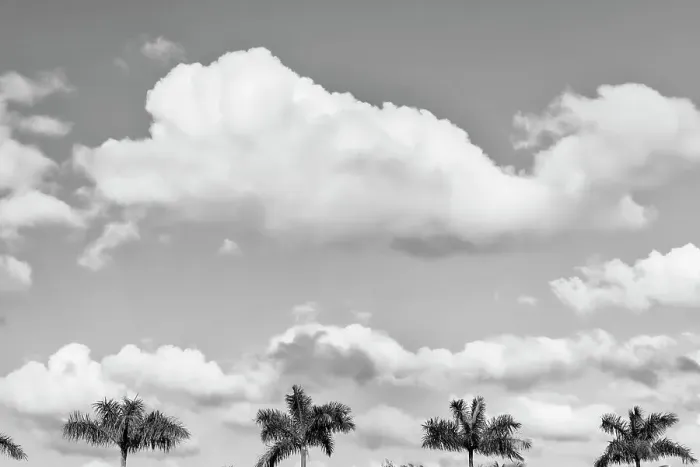 Gerahmter Druck : Palmen und Wolken