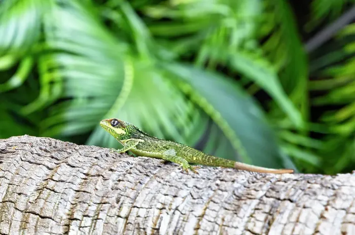 Gerahmter Druck : Schildkröte auf dem Baum