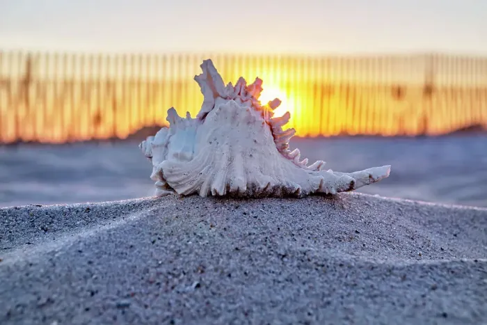 Gerahmter Druck : Seashell