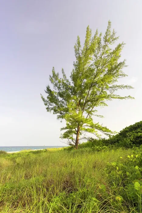Gerahmter Druck : Baum am Meer Gerahmter Druck : Baum am Meer