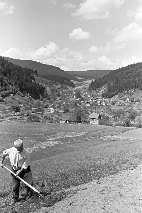 Gerahmter Druck : Blüte. Ein Bauer bearbeitet mit einem Rechen das Feld im Schwarzwald in Gerahmter Druck : Blüte. Ein Bauer bearbeitet mit einem Rechen das Feld im Schwarzwald in