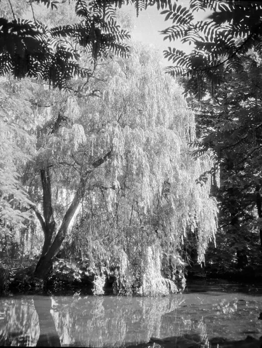 Gerahmter Druck : Danzig. Anlagen im Kurpark von Danzig-Gützkow, 1930er Jahre Gerahmter Druck : Danzig. Anlagen im Kurpark von Danzig-Gützkow, 1930er Jahre