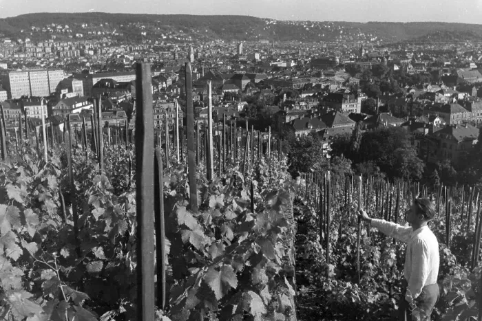 Gerahmter Druck : Stuttgart. Panoramische Aussicht über Stuttgart aus den Weinbergen in Deutschland