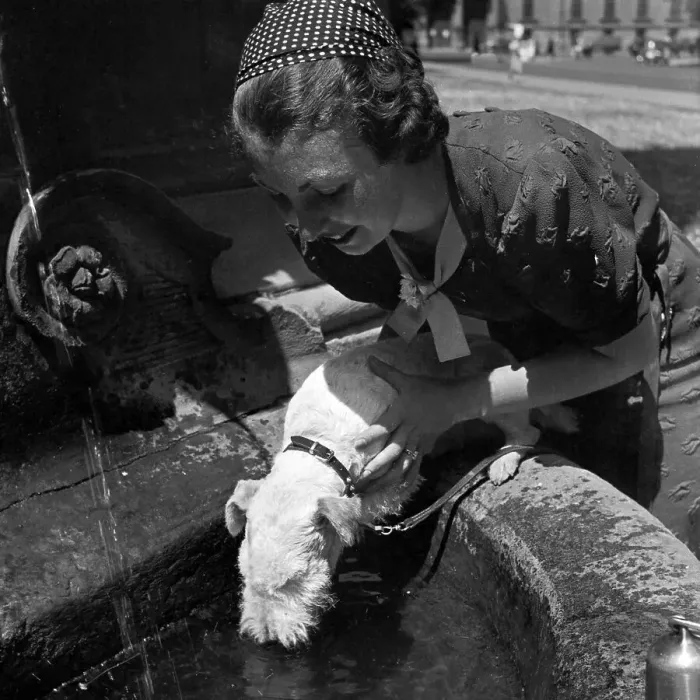Gerahmter Druck : Stuttgart. Eine Frau hob ihr Fox Terrier für das Trinken zu einem Brunnen Gerahmter Druck : Stuttgart. Eine Frau hob ihr Fox Terrier für das Trinken zu einem Brunnen