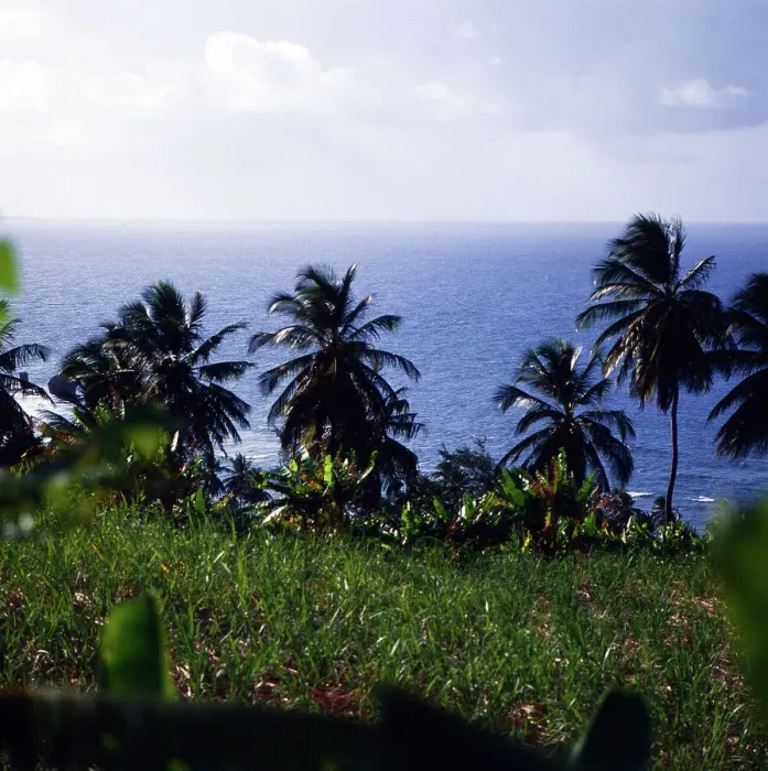 Gerahmter Druck : Barbados. Palmen sind typisch im Landschaftsbild der Ostküste von Barbados, um 1985 Gerahmter Druck : Barbados. Palmen sind typisch im Landschaftsbild der Ostküste von Barbados, um 1985