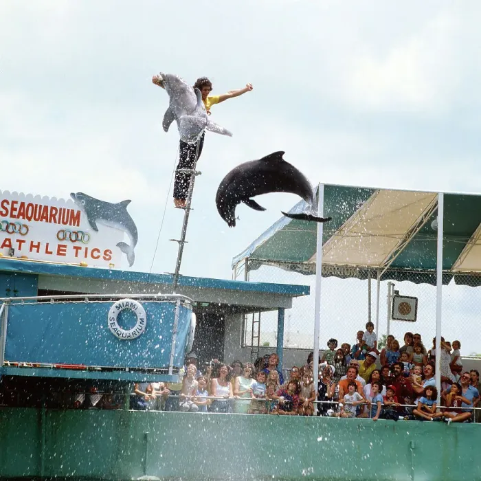 Gerahmter Druck : Florida. Delfinvorführung in dem Miami Seaquarium, Florida (USA), 1987 Gerahmter Druck : Florida. Delfinvorführung in dem Miami Seaquarium, Florida (USA), 1987