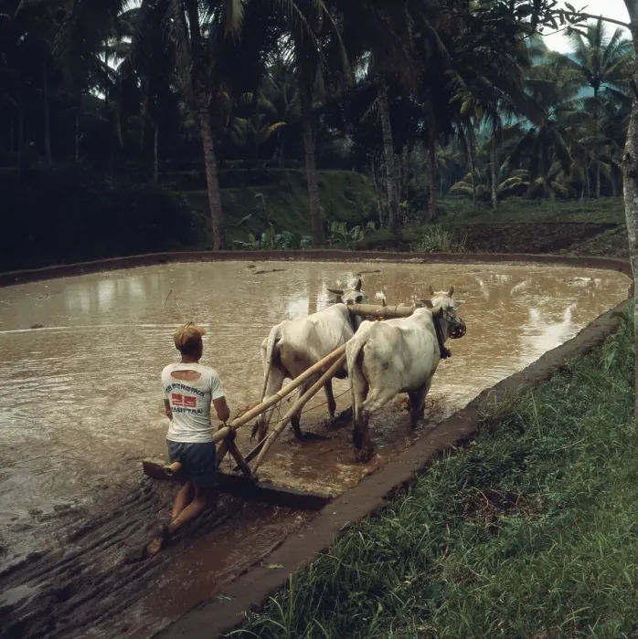 Gerahmter Druck : Indonesien  /  Java
