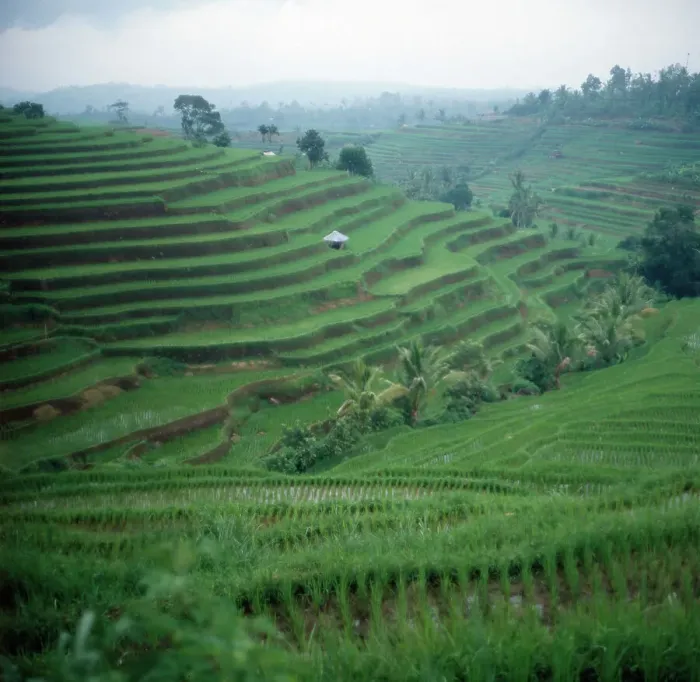 Gerahmter Druck : Java  /  Indonesien