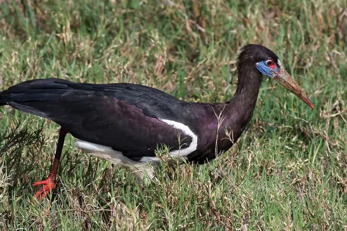 Gerahmter Druck : Abdim-Storch