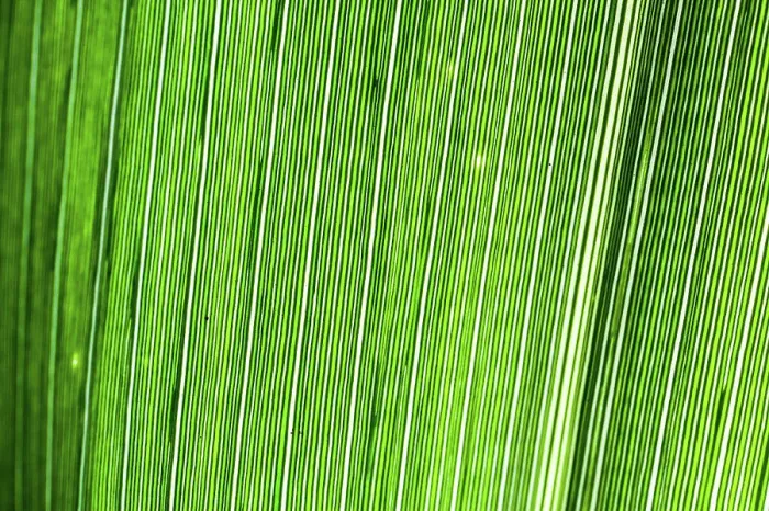 Gerahmter Druck : Abstrakt Makro Detail eines Blattes Gerahmter Druck : Abstrakt Makro Detail eines Blattes