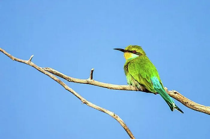 Gerahmter Druck : Afrikanischer Bienenfresser (Merops apiaster), Südafrika, Afrika Gerahmter Druck : Afrikanischer Bienenfresser (Merops apiaster), Südafrika, Afrika