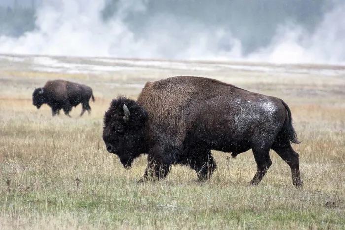 Gerahmter Druck : Amerikanischer Bison (Bison bison) Gerahmter Druck : Amerikanischer Bison (Bison bison)