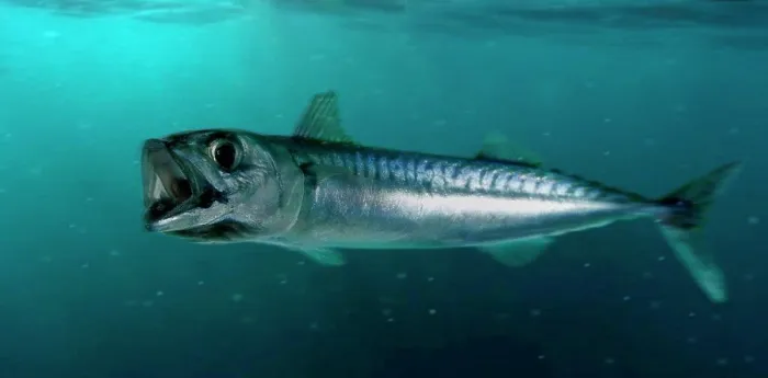 Gerahmter Druck : Atlantischer Mackerel, Scomber scombrus. Offenes Maul, Plankton frisst. Kompositbild. Portugal Gerahmter Druck : Atlantischer Mackerel, Scomber scombrus. Offenes Maul, Plankton frisst. Kompositbild. Portugal