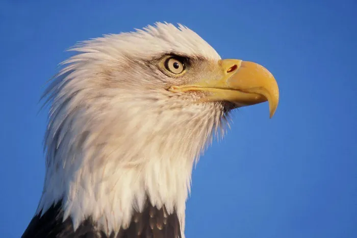 Gerahmter Druck : Bald Adler-Profil Gerahmter Druck : Bald Adler-Profil