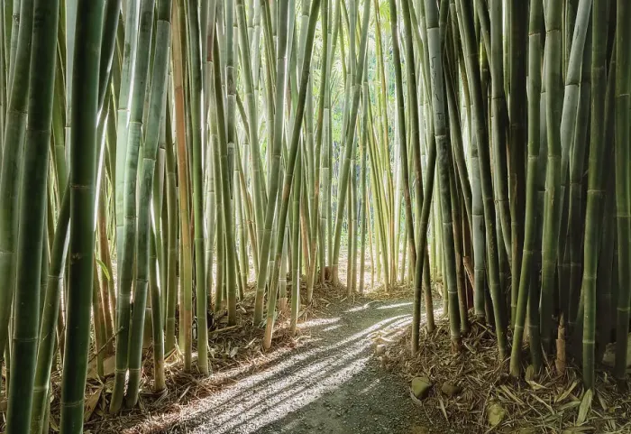 Gerahmter Druck : Bamboo. Weg durch Bambus Tunnel Gerahmter Druck : Bamboo. Weg durch Bambus Tunnel