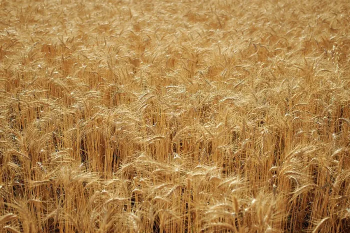 Gerahmter Druck : Barley. Enge Aufnahme von Roggen, die im Feld wächst Gerahmter Druck : Barley. Enge Aufnahme von Roggen, die im Feld wächst