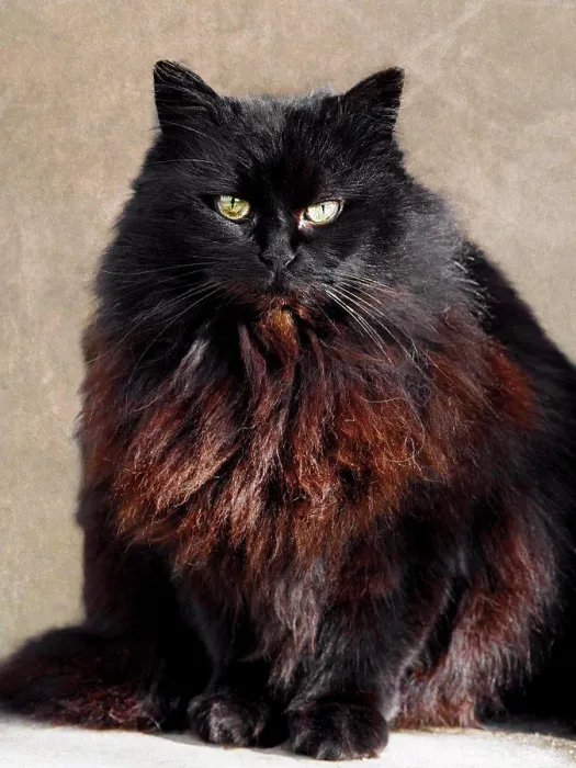 Gerahmter Druck : Schwarze Katze Gerahmter Druck : Schwarze Katze