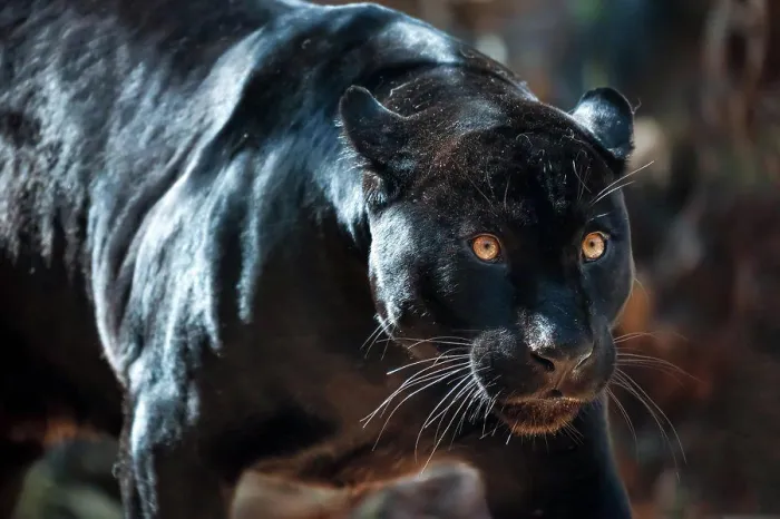 Gerahmter Druck : Schwarzer Jaguar Gerahmter Druck : Schwarzer Jaguar