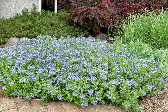 Gerahmter Druck : Blausternbusch, Blaustern-Busch Gerahmter Druck : Blausternbusch, Blaustern-Busch