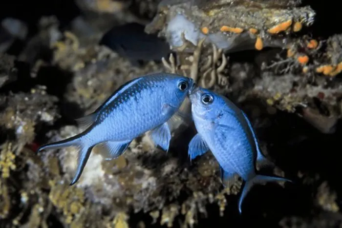 Gerahmter Druck : Blauer Chromis im Kampf Gerahmter Druck : Blauer Chromis im Kampf