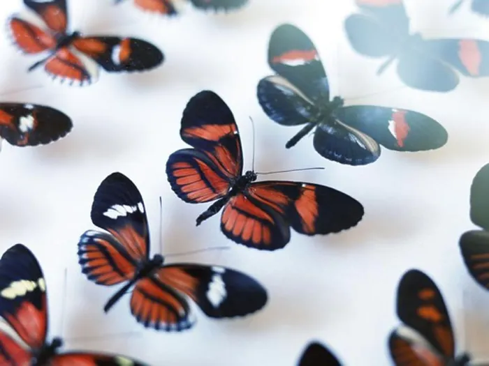 Gerahmter Druck : Schmetterlings-Sammlung Gerahmter Druck : Schmetterlings-Sammlung