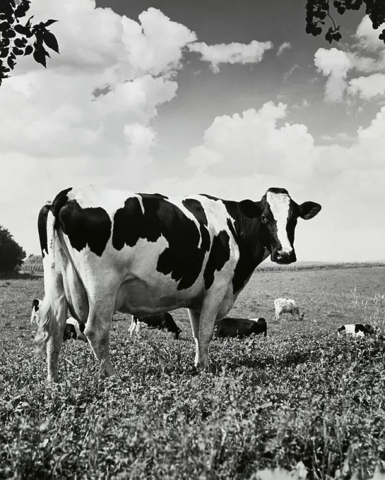 Gerahmter Druck : Rinder stehen in einem Feld. Gerahmter Druck : Rinder stehen in einem Feld.