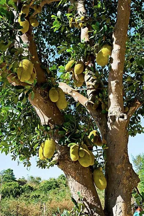 Gerahmter Druck : Cempedakbaum (Artocarpus integer) in Vietnam, Südostasien, Asien Gerahmter Druck : Cempedakbaum (Artocarpus integer) in Vietnam, Südostasien, Asien