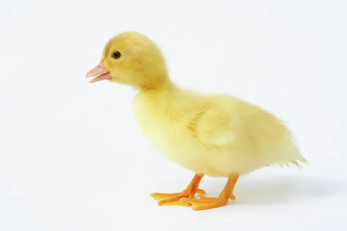 Gerahmter Druck : Hähnchen - Stehende - Ausgeschnitten Gerahmter Druck : Hähnchen - Stehende - Ausgeschnitten