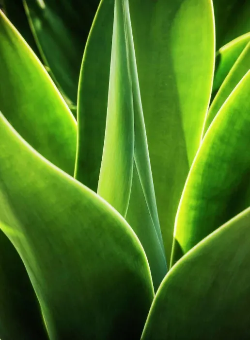 Gerahmter Druck : Nahaufnahme der Agave. Gerahmter Druck : Nahaufnahme der Agave.