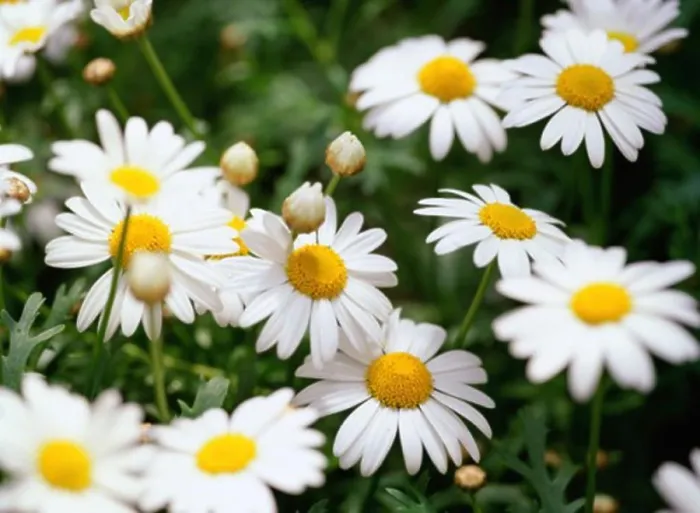 Gerahmter Druck : Blumenblüten in großer Nähe