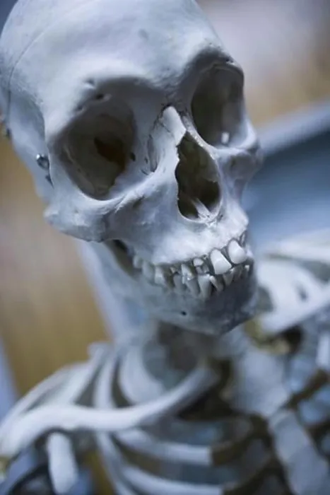 Gerahmter Druck : Nahansicht eines menschlichen Skeletts. Gerahmter Druck : Nahansicht eines menschlichen Skeletts.