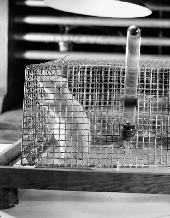 Gerahmter Druck : Enge Aufnahme einer Maus in einem Käfig. Gerahmter Druck : Enge Aufnahme einer Maus in einem Käfig.