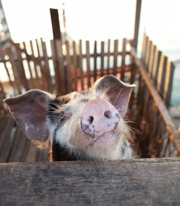 Gerahmter Druck : Ein Schwein in der Nähe Gerahmter Druck : Ein Schwein in der Nähe