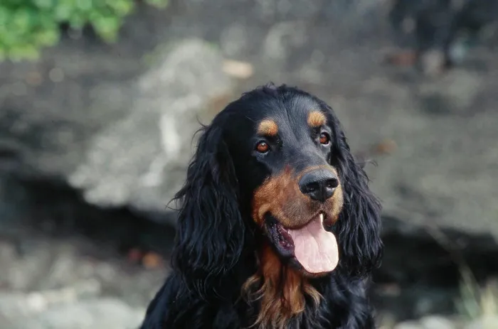 Gerahmter Druck : Gesichtsaufnahme eines Gordon-Setters.