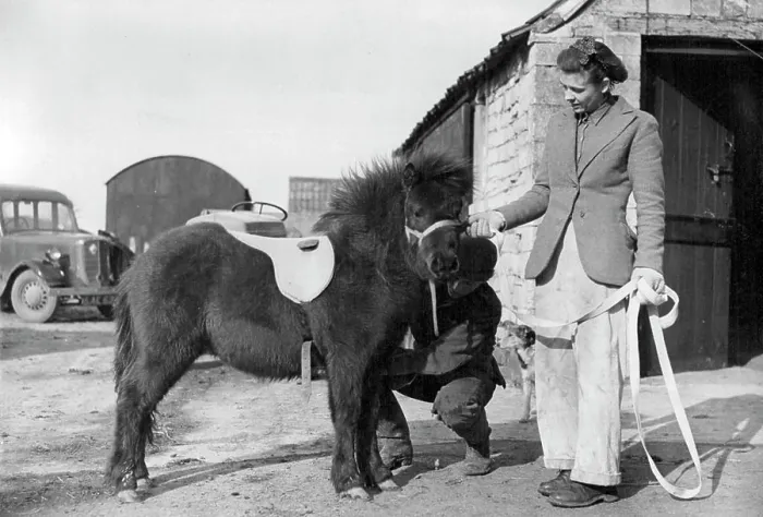 Gerahmter Druck : Cloudy, ein schwarzer Shetland-Pony, wird für Prinz Charles vorbereitet. Gerahmter Druck : Cloudy, ein schwarzer Shetland-Pony, wird für Prinz Charles vorbereitet.