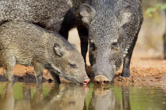 Gerahmter Druck : Kragenwildschwein (Pecari tajacu), Erwachsene und Jungtiere, trinken, Santa Clara Ranch, in der Nähe von Edinburg, Südtexas. Gerahmter Druck : Kragenwildschwein (Pecari tajacu), Erwachsene und Jungtiere, trinken, Santa Clara Ranch, in der Nähe von Edinburg, Südtexas.