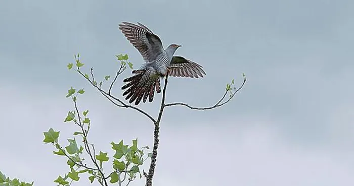 Gerahmter Druck : Grauschnäbel (Cuculus canorus), Erwachsener im Flug, Landet auf einem Ast, Normandie. Gerahmter Druck : Grauschnäbel (Cuculus canorus), Erwachsener im Flug, Landet auf einem Ast, Normandie.