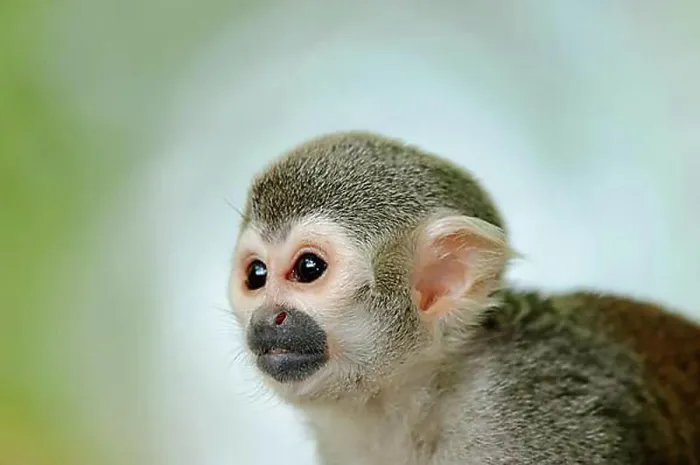Gerahmter Druck : Saimiri sciureus, Tierporträt, in Gefangenschaft, Deutschland, Europa Gerahmter Druck : Saimiri sciureus, Tierporträt, in Gefangenschaft, Deutschland, Europa