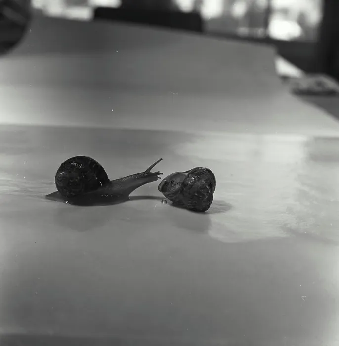 Gerahmter Druck : Schnecke und Schneckenhäuschen Gerahmter Druck : Schnecke und Schneckenhäuschen