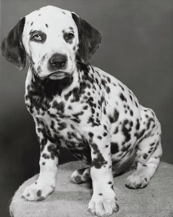 Gerahmter Druck : Dalmatian Gerahmter Druck : Dalmatian